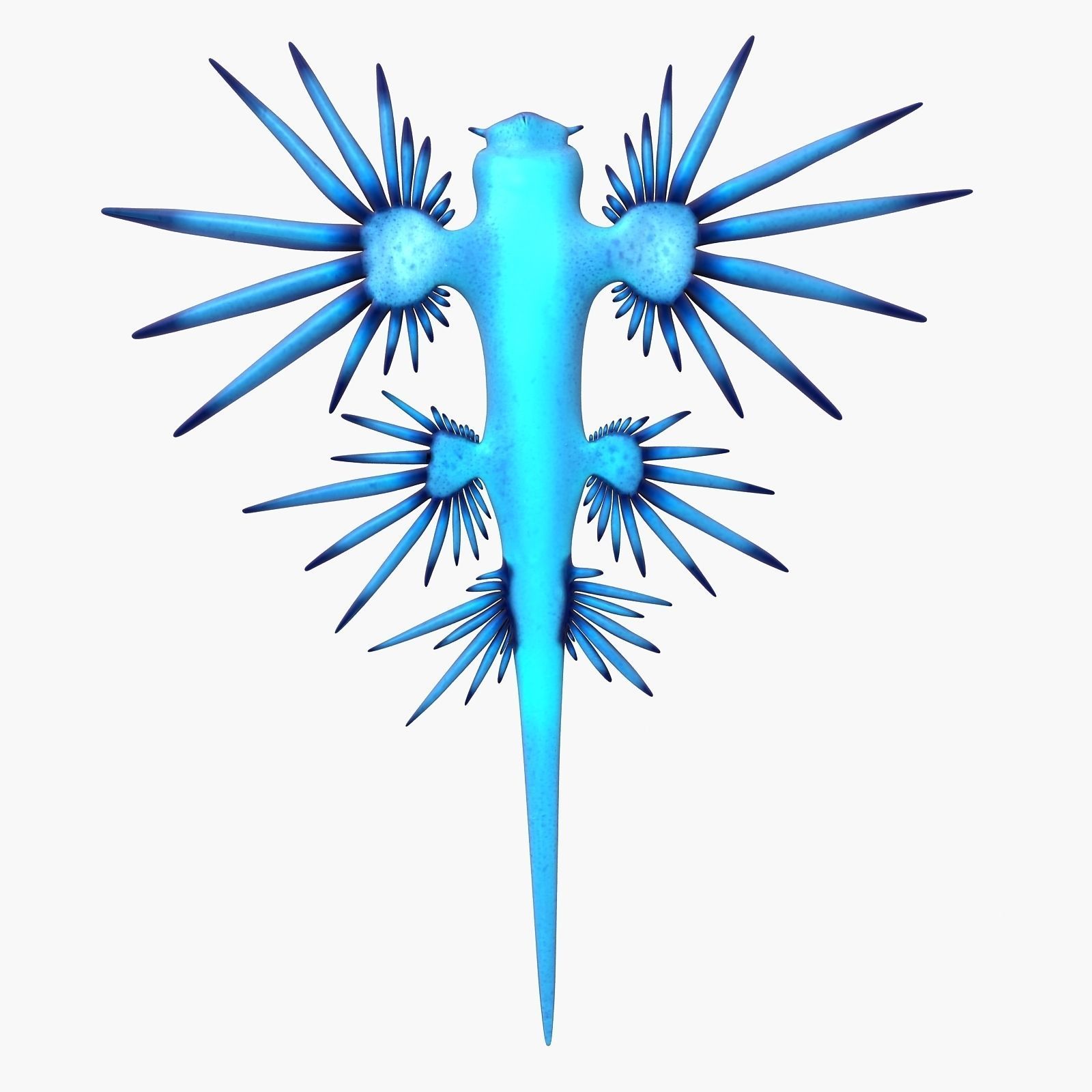 Glaucus atlanticus Low-poly 3D model_4