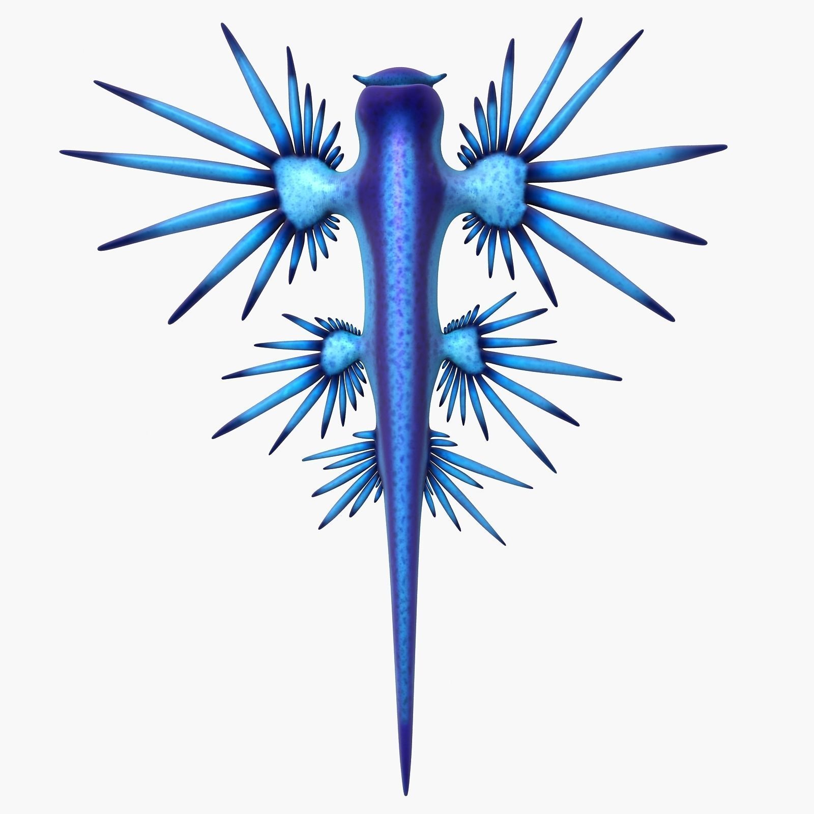 Glaucus atlanticus Low-poly 3D model_5