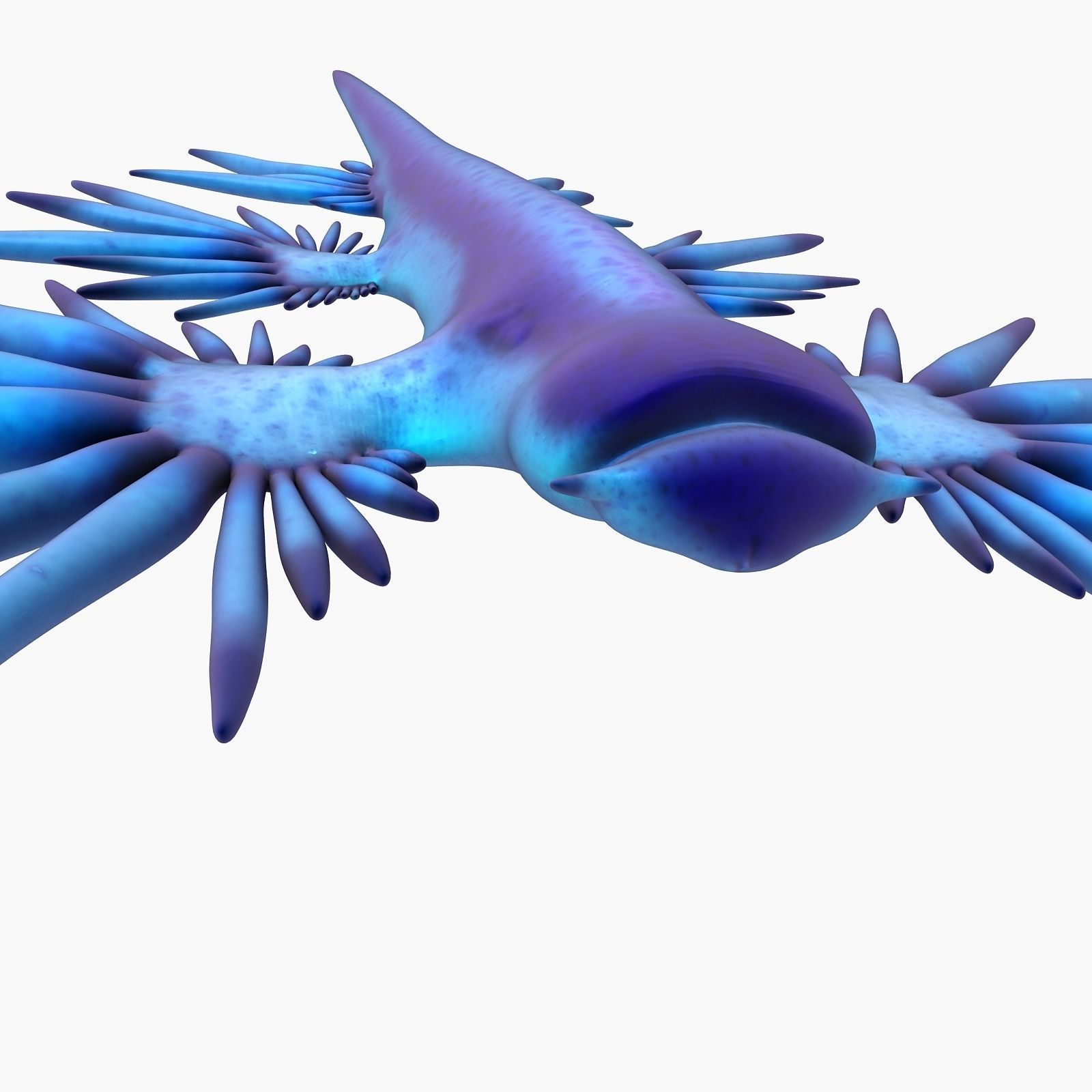 Glaucus atlanticus Low-poly 3D model_7