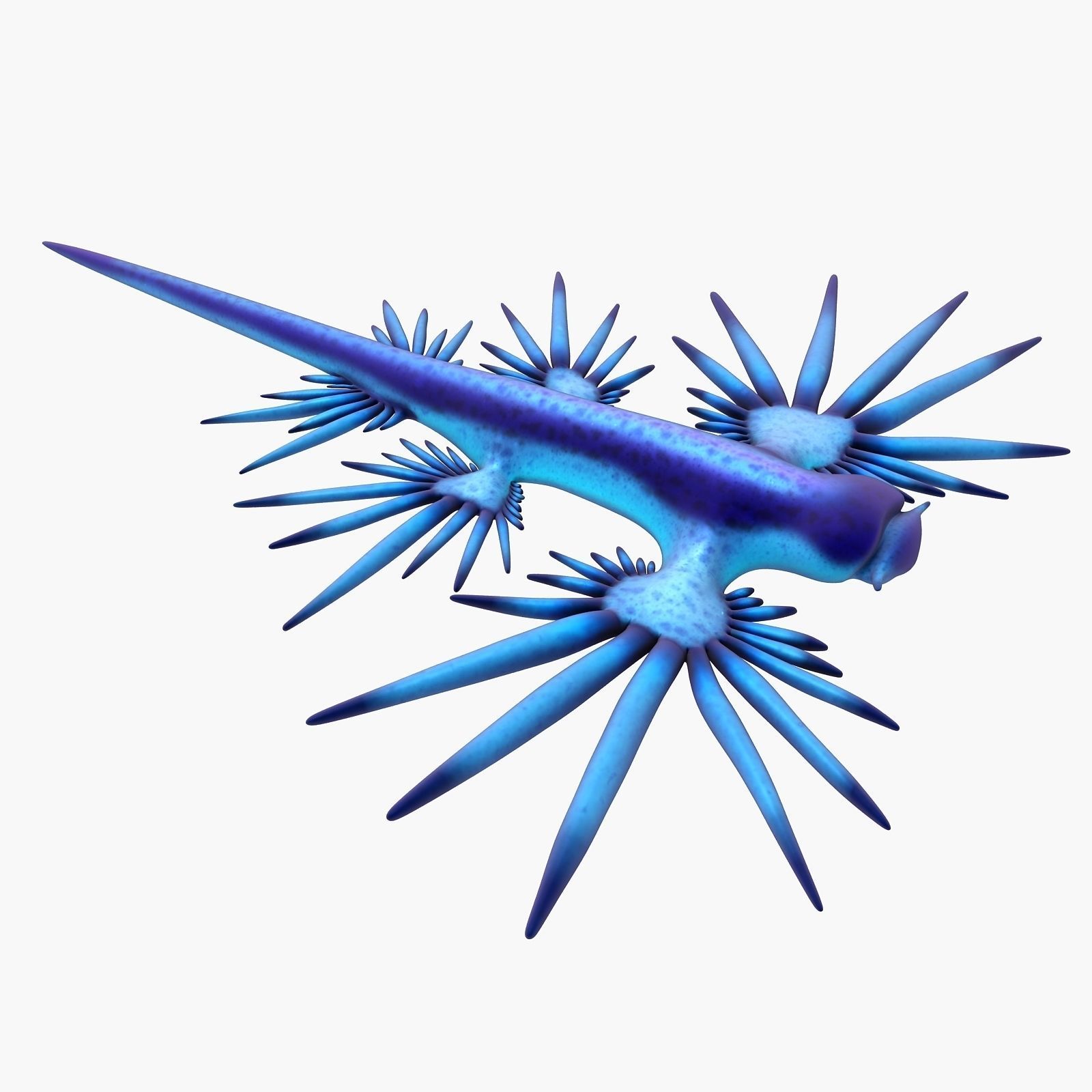 Glaucus atlanticus Low-poly 3D model_10