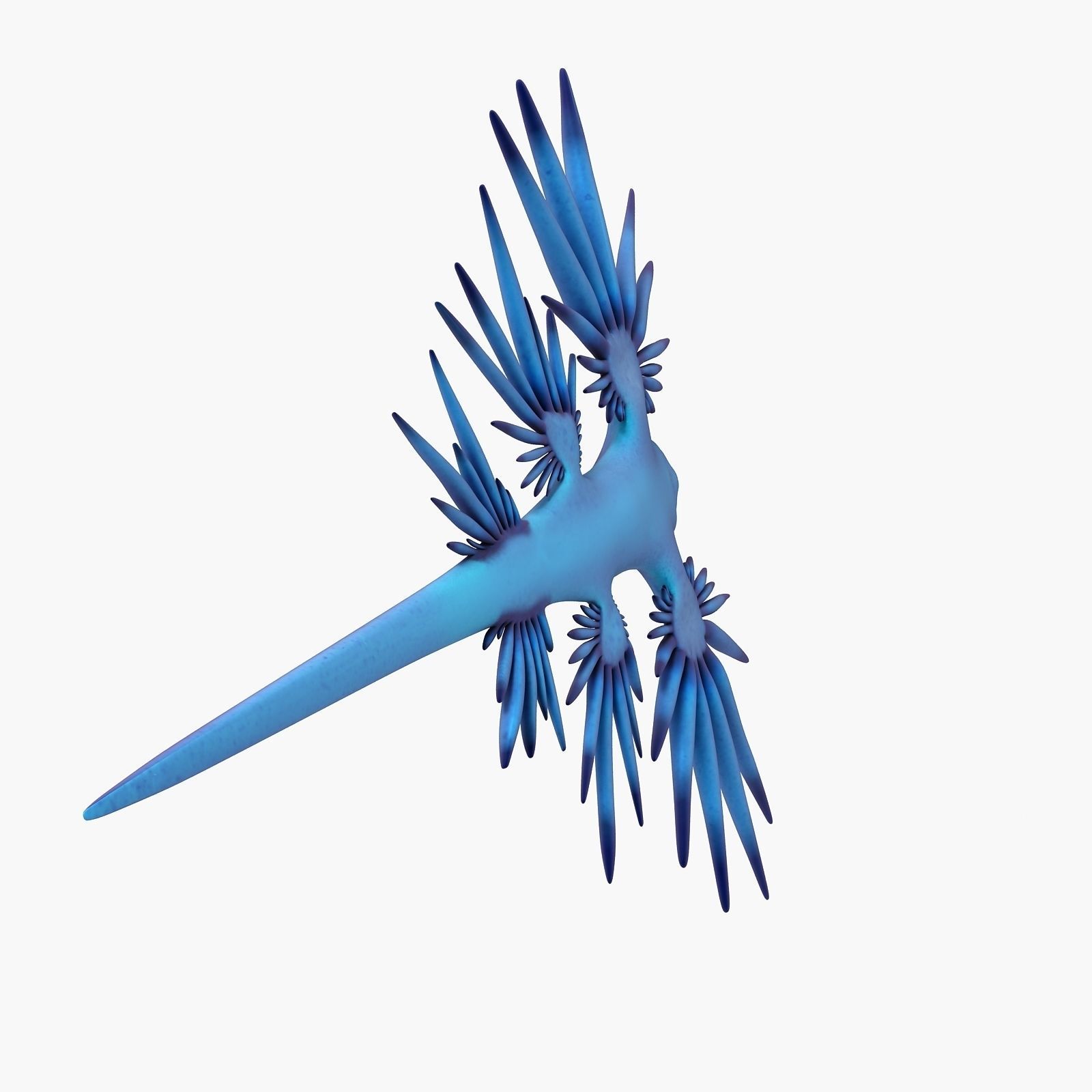 Glaucus atlanticus Low-poly 3D model_9