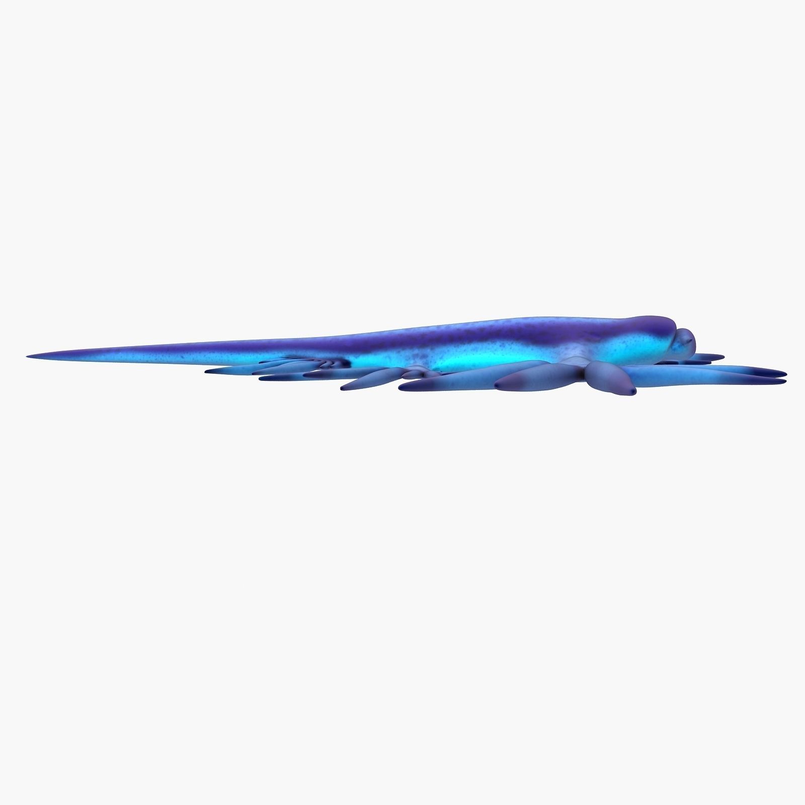 Glaucus atlanticus Low-poly 3D model_8