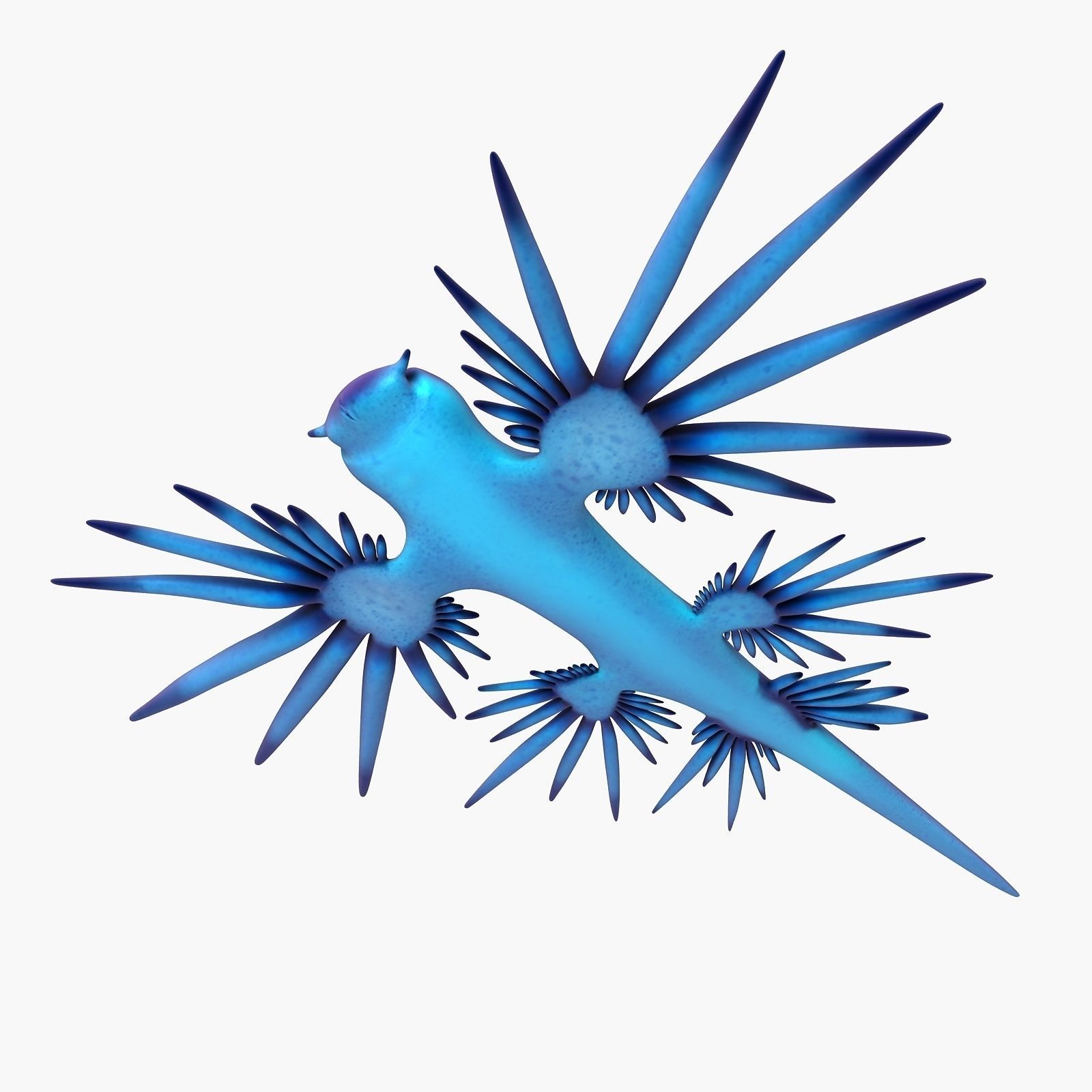 Glaucus atlanticus Low-poly 3D model_6