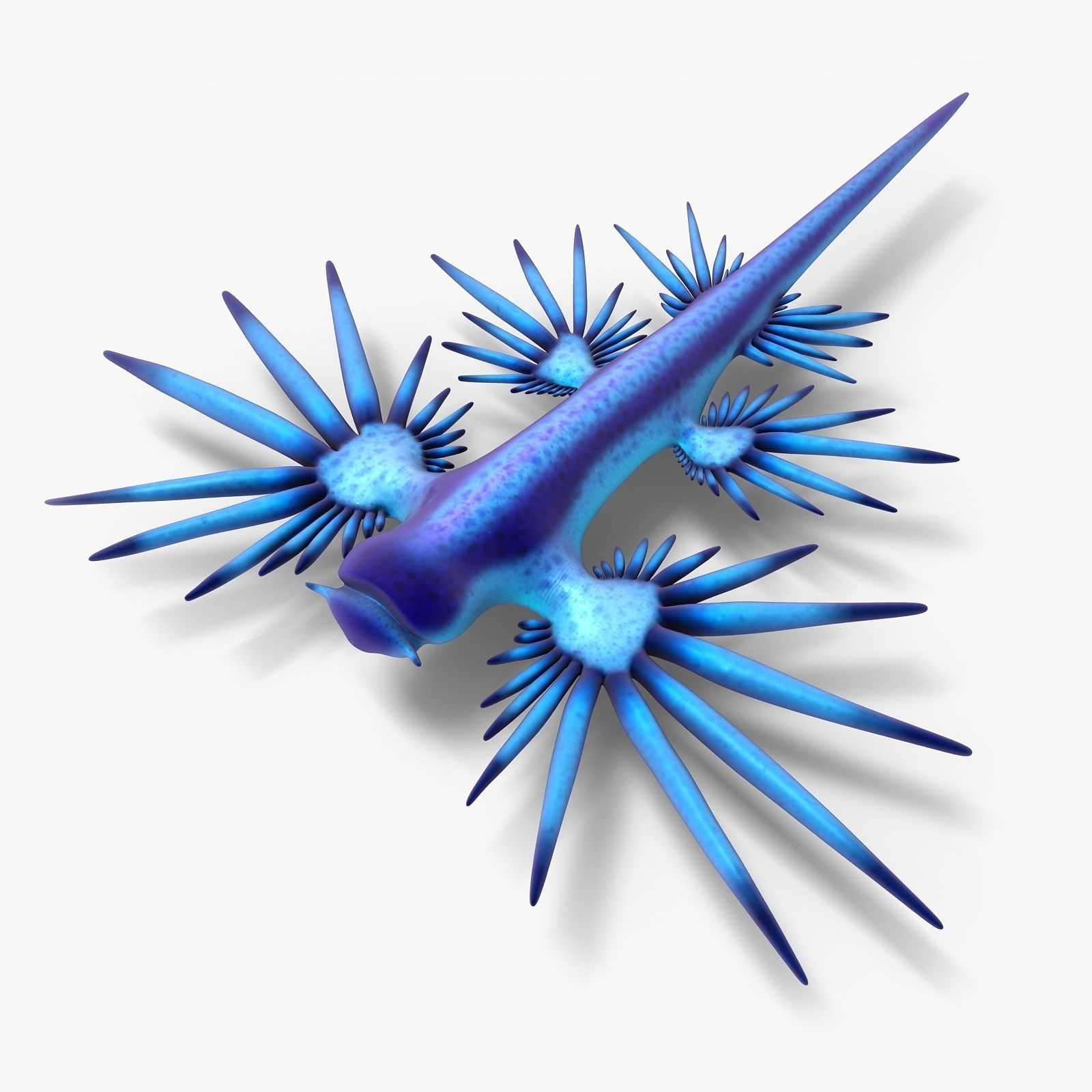 Glaucus atlanticus Low-poly 3D model_0