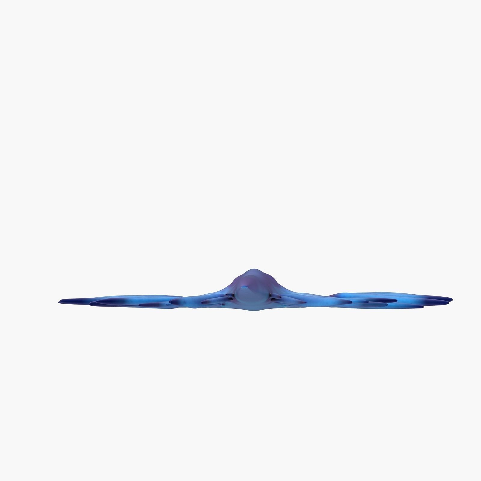 Glaucus atlanticus Low-poly 3D model_3