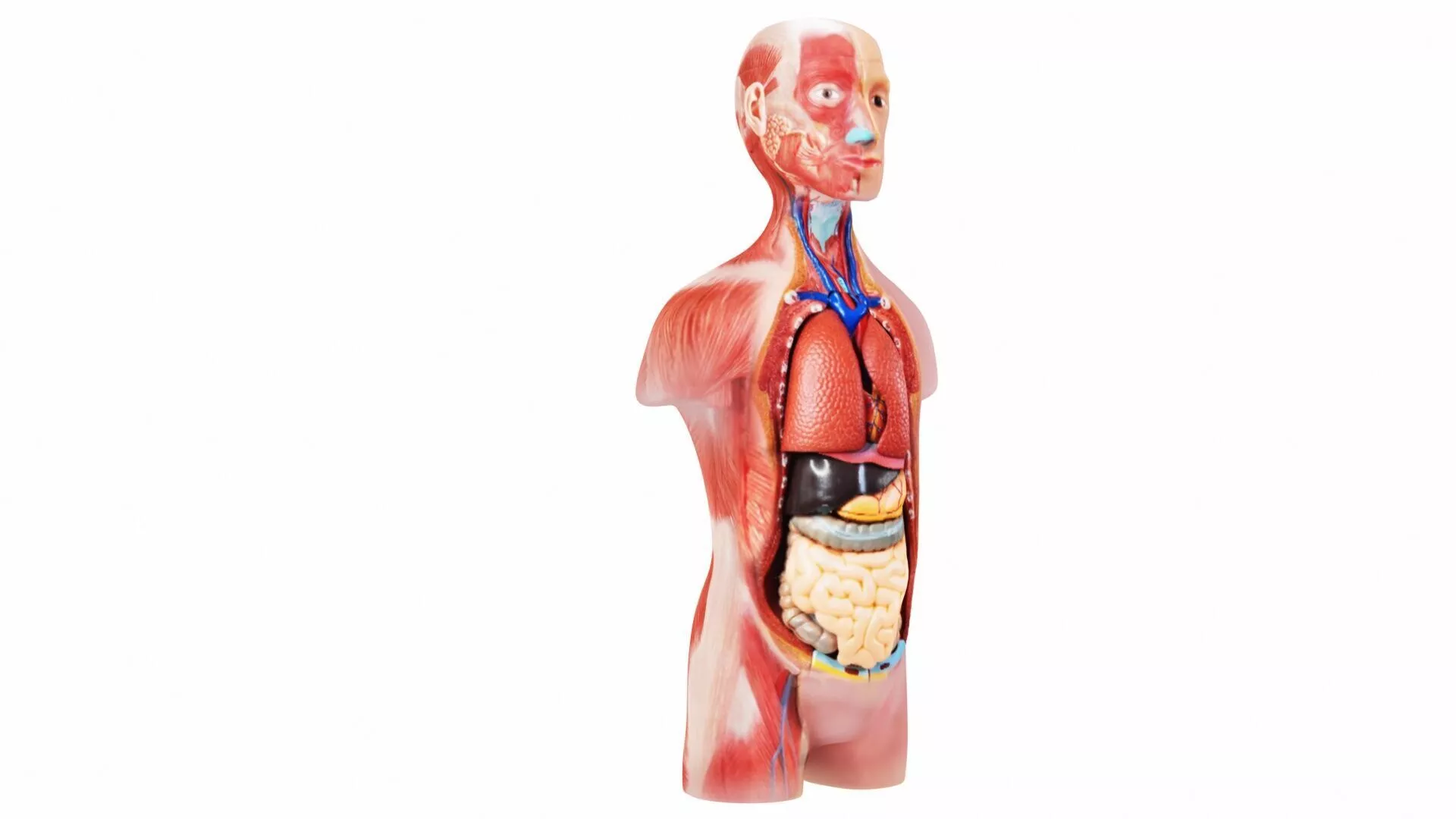 Education Anatomy Lab Model 3D model