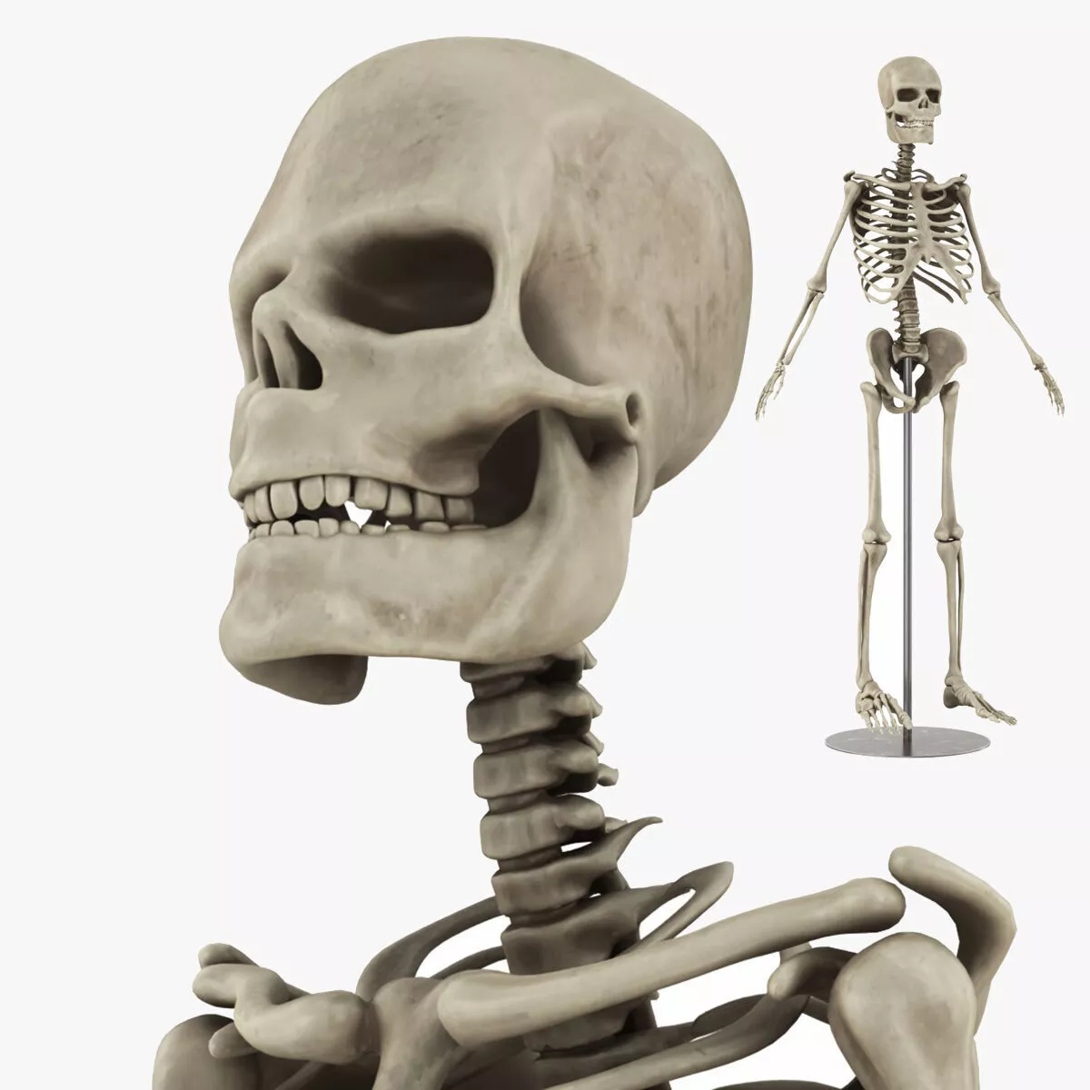 Lab Human Skeletal System Low-poly 3D model