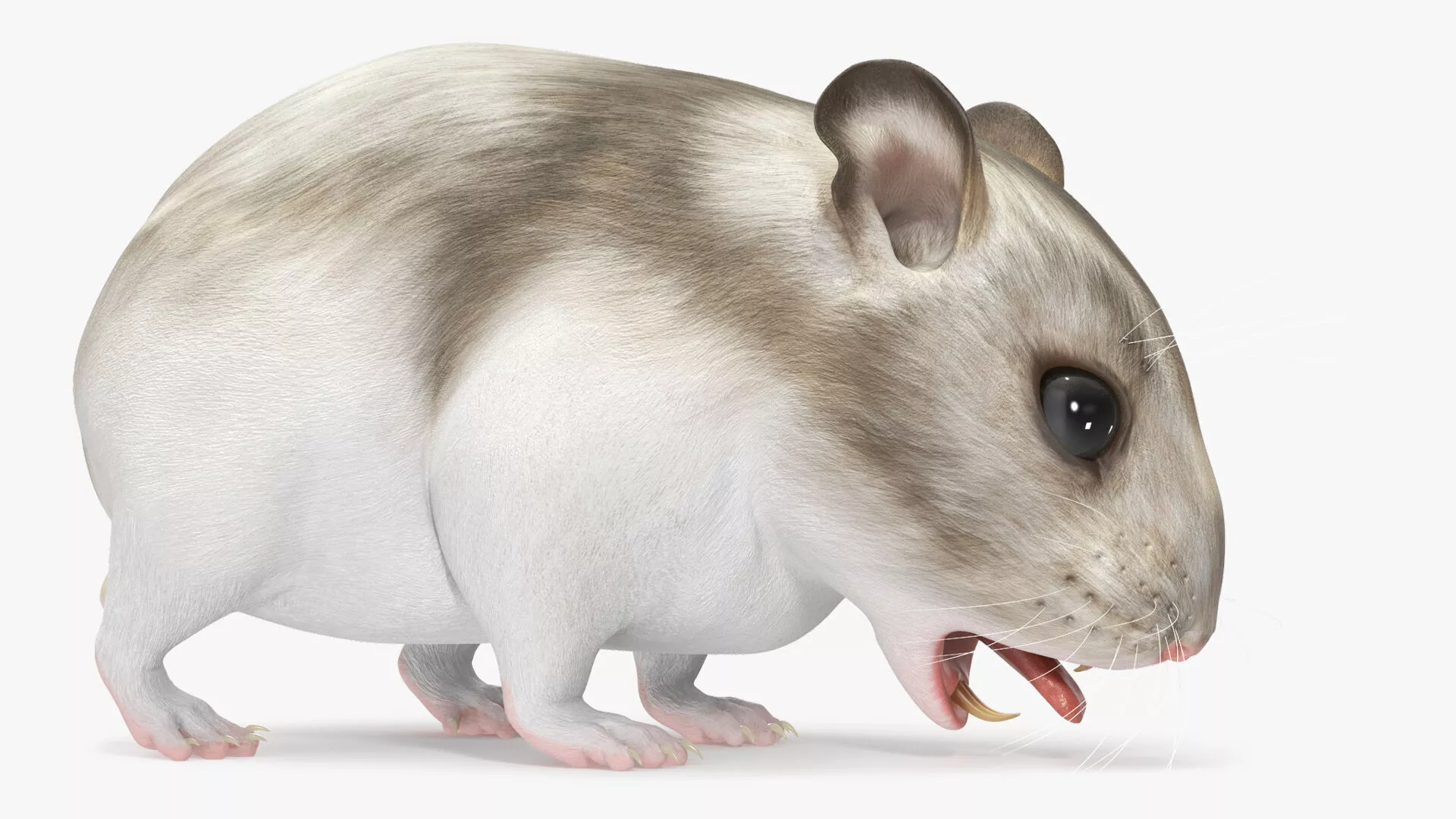 Campbell Dwarf Hamster Brownish Gray Rigged for Maya 3D model