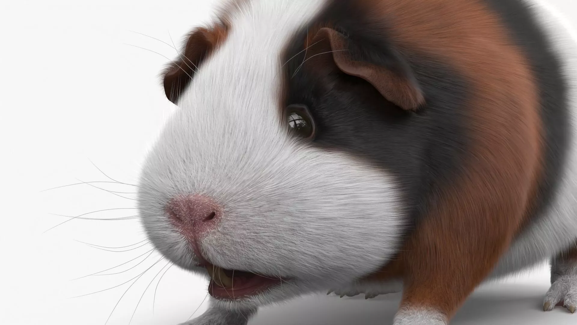 Tricolor Guinea Pig Short Hair Black Brown White Fur 3D model