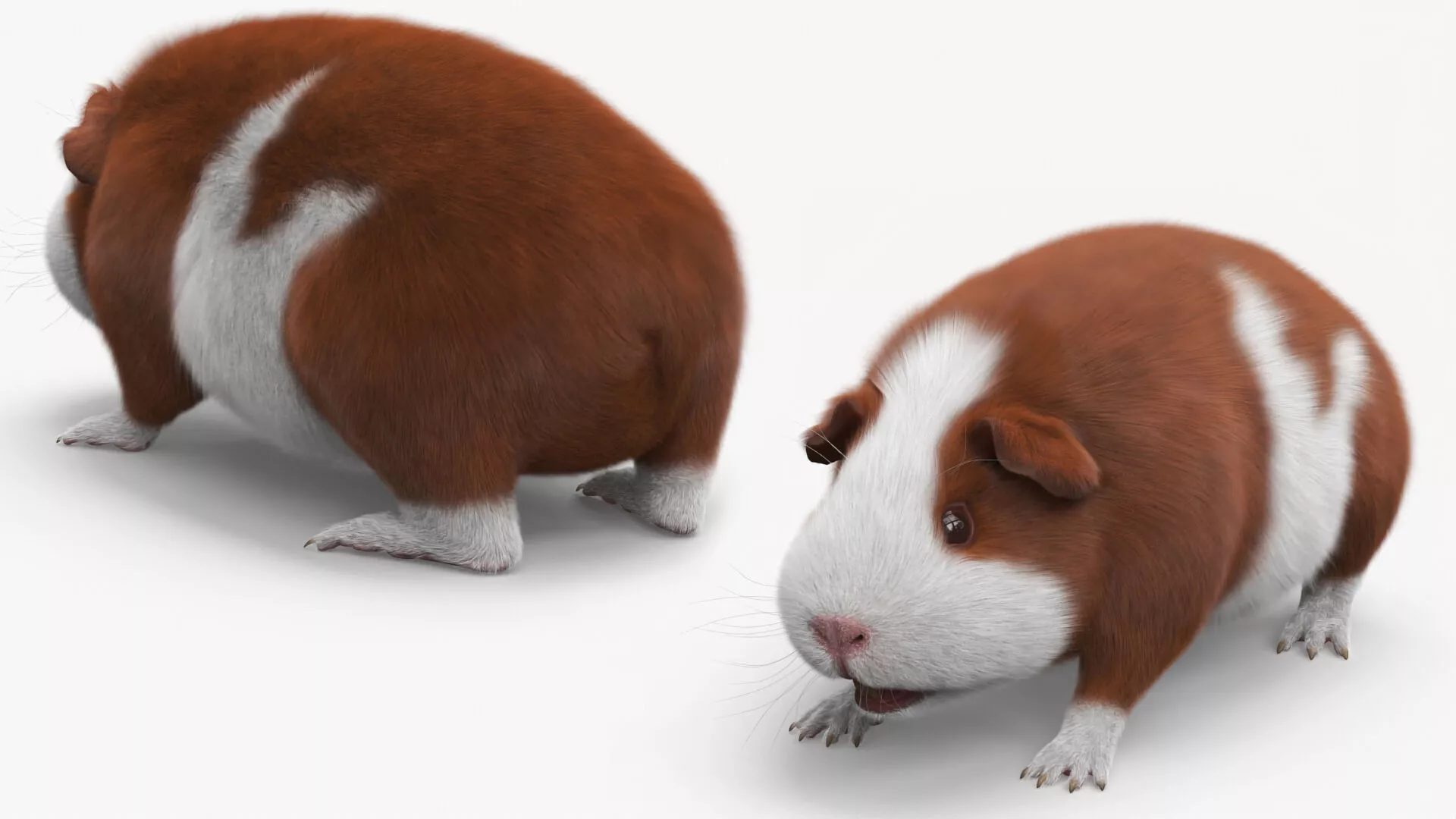 Smooth Coat Guinea Pig Brown White Fur 3D model