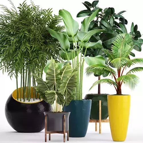 Collection plants philodendron planter