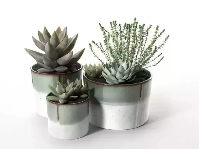 Succulent Pot Set with Echeveria and Rosemary Plants 3D model