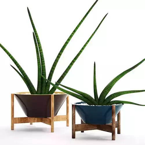 Sansevieria cylindrica set 2