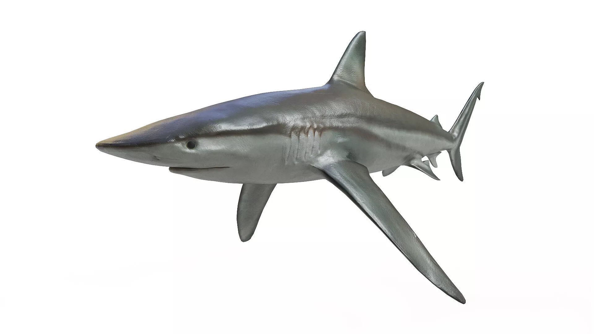 Blue Shark Low-poly 3D model