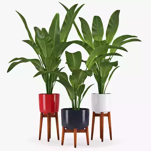 Banana Palm three 3D model