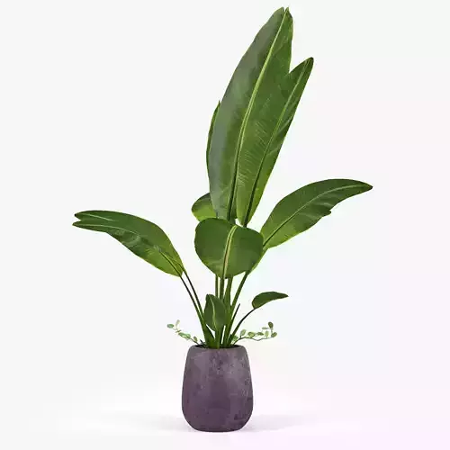 Banana Palm one 3D model