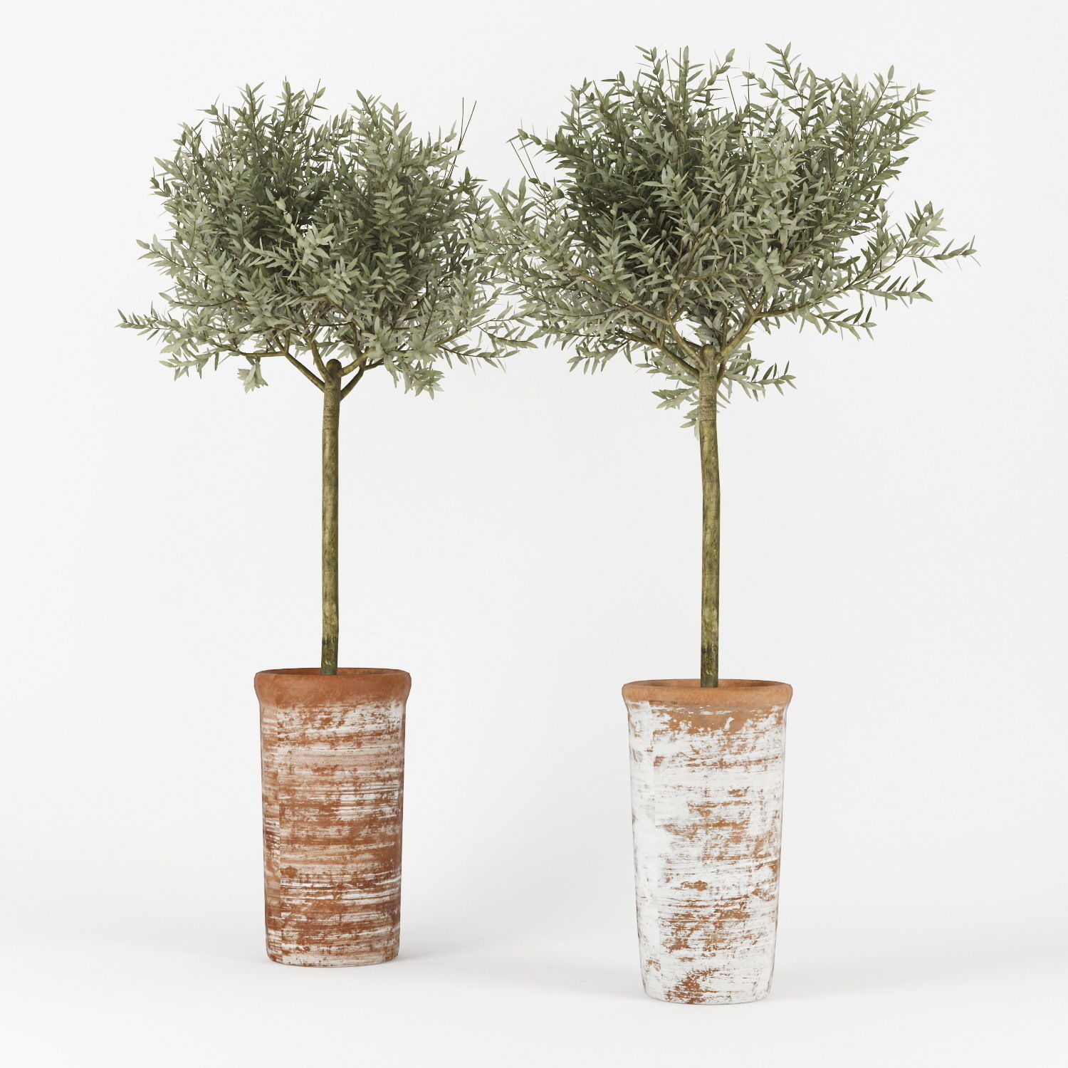 Olive Tree 3D model_1