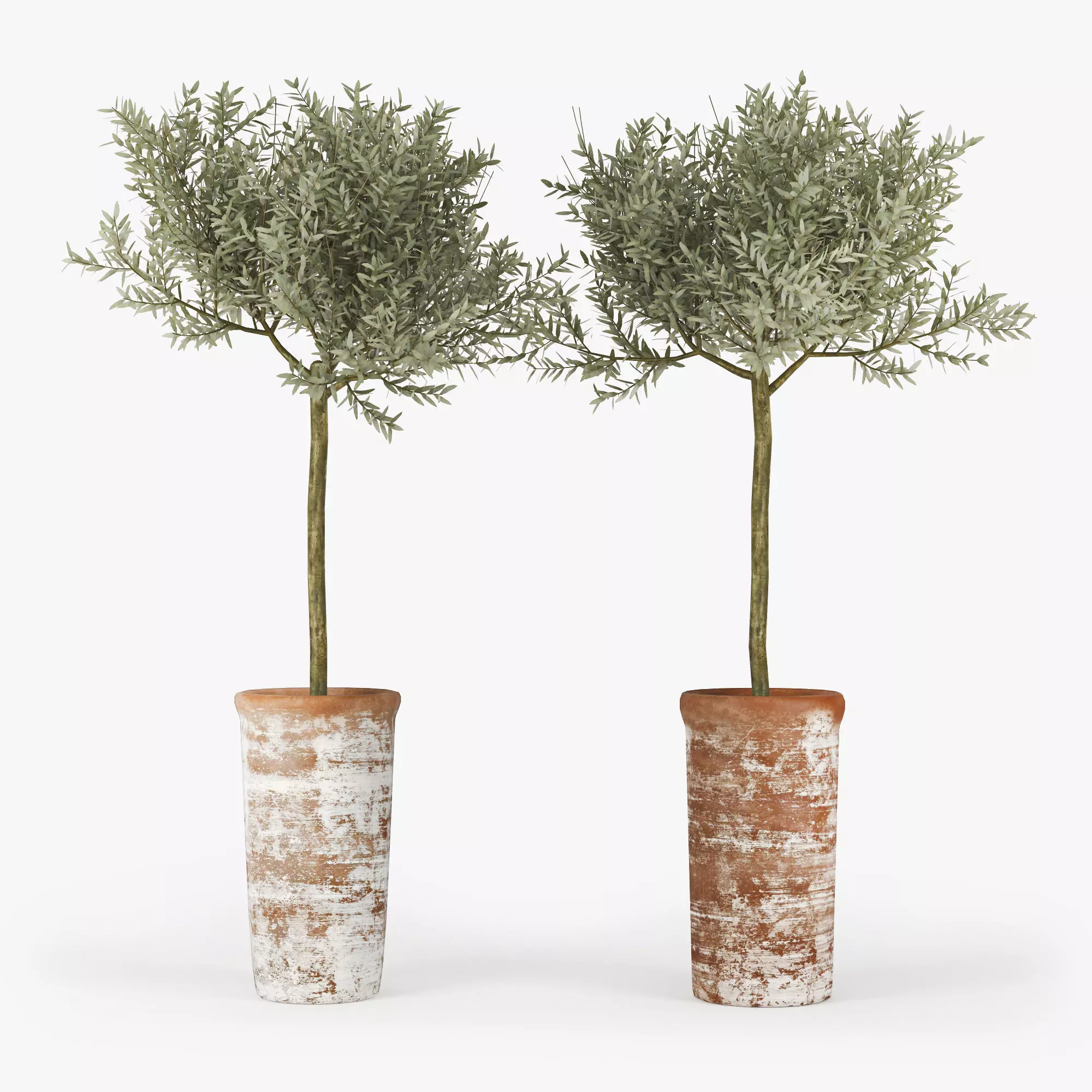 Olive Tree 3D model_0