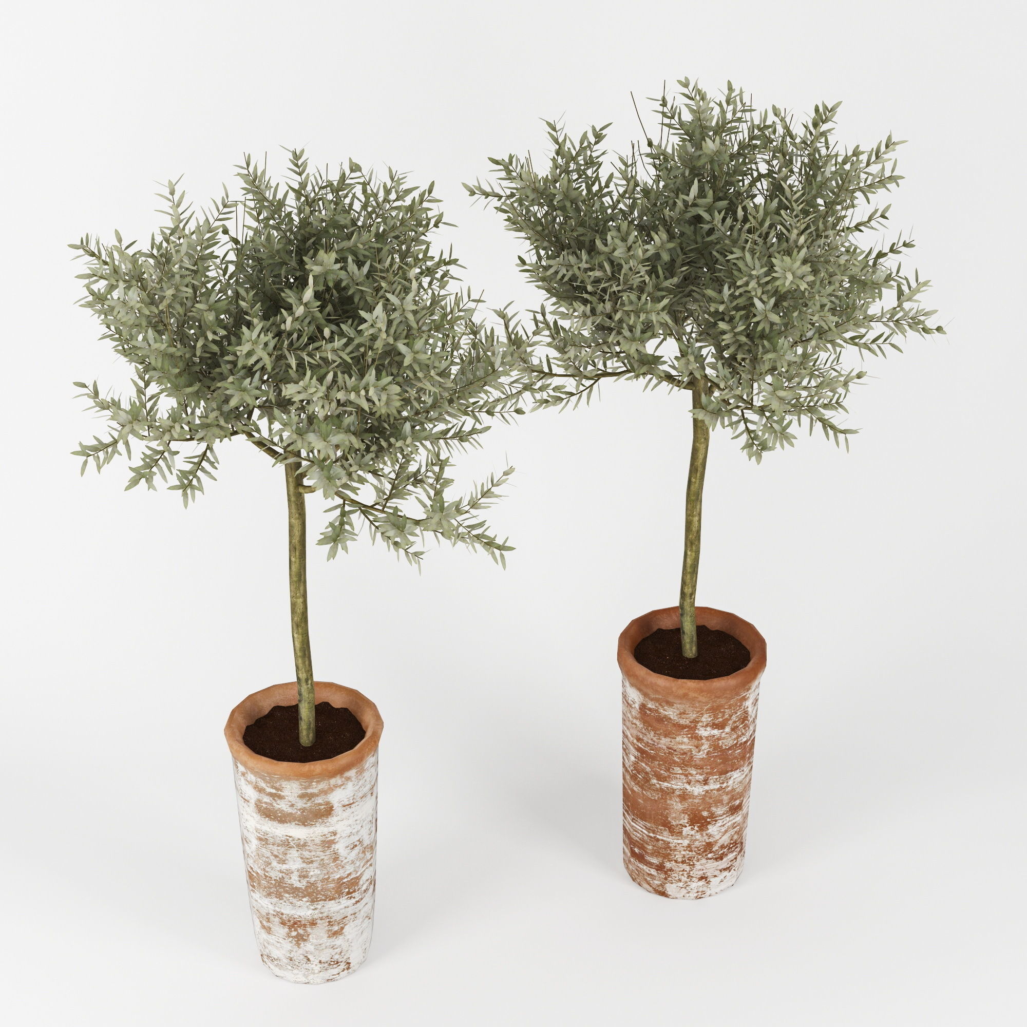 Olive Tree 3D model_2