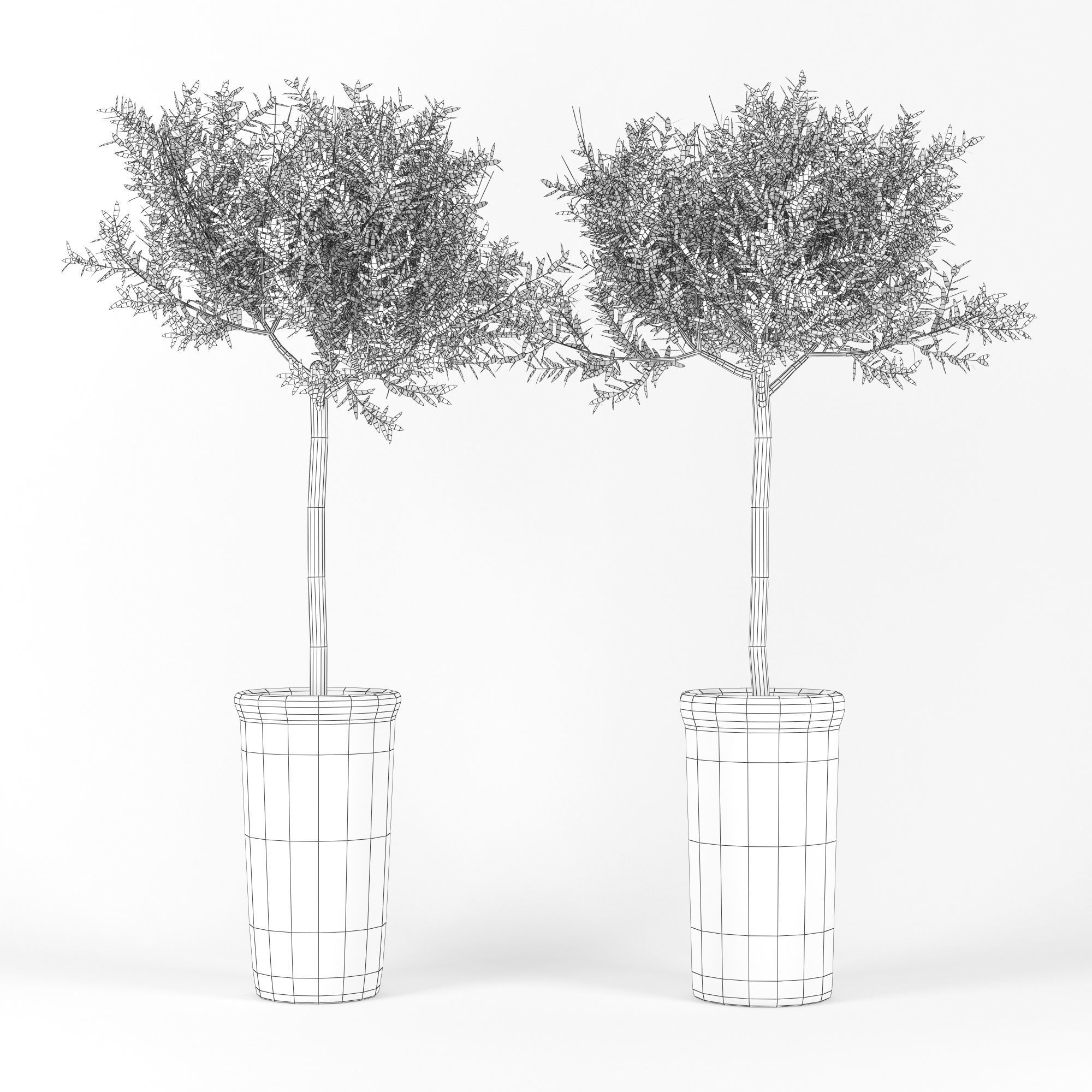 Olive Tree 3D model_4