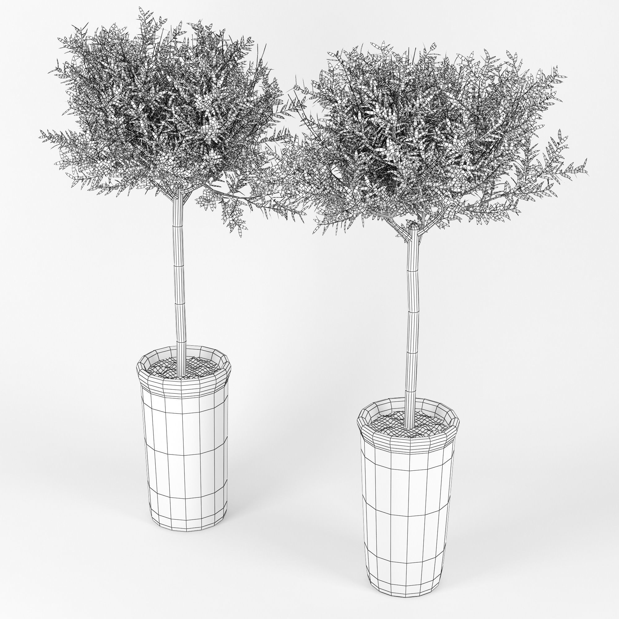 Olive Tree 3D model_3
