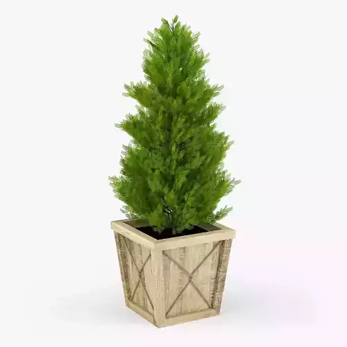 Thuja pine tree in wooden box