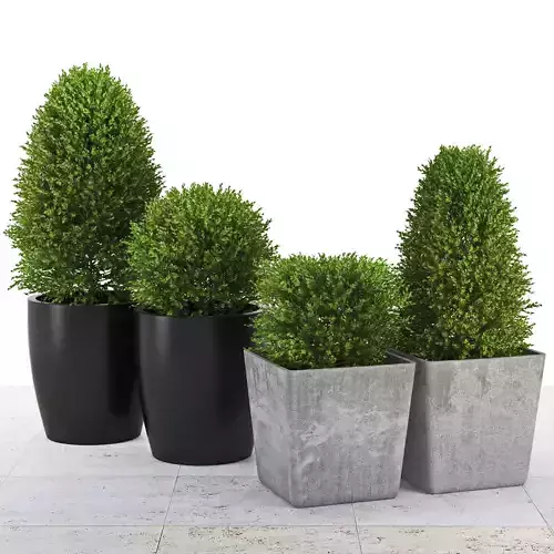 Buxus two concrete potted plants
