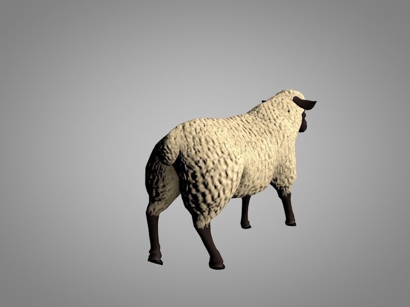 Sheep or Ram Low-poly 3D model_5