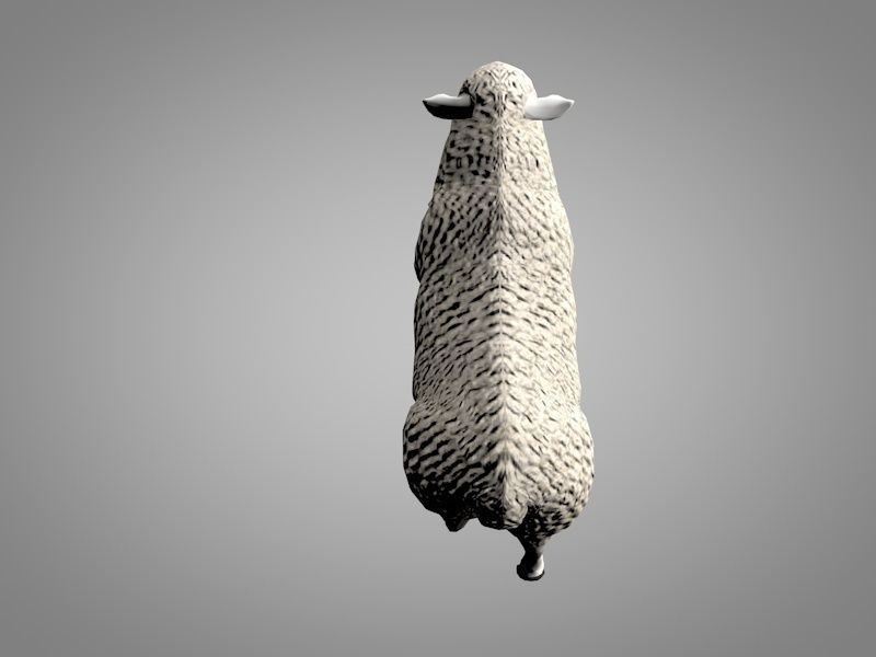 Sheep or Ram Low-poly 3D model_7