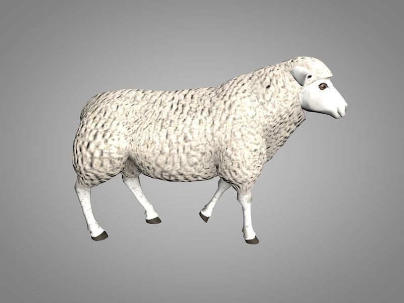 Sheep or Ram Low-poly 3D model_4