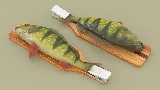 Fish Scaling Board with Yellow Perch 3D model 5