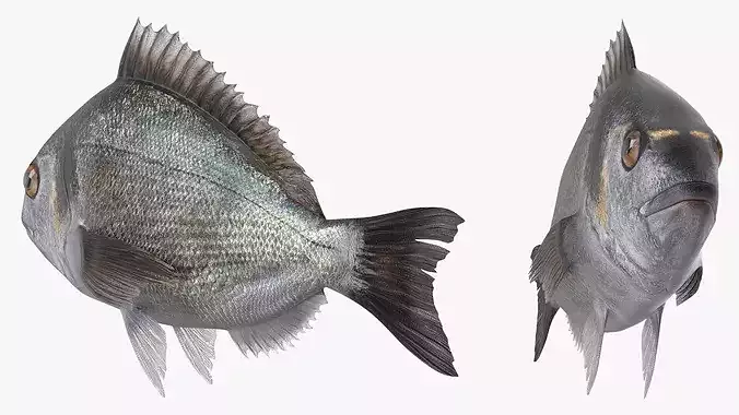 Dorada Fish Rigged for Cinema 4D 3D model 7