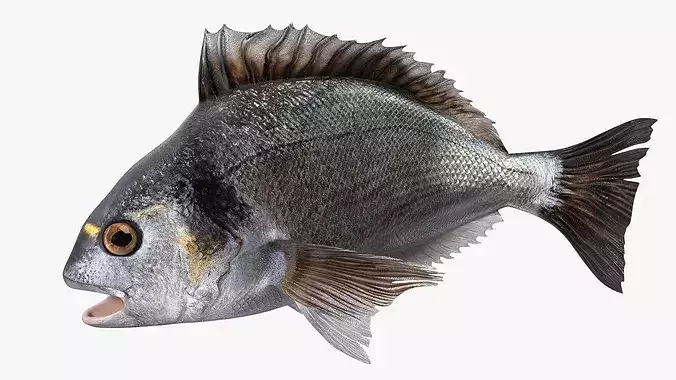 Dorada Fish Rigged for Cinema 4D 3D model