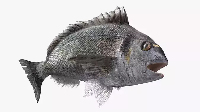 Dorada Fish Rigged for Cinema 4D 3D model 6