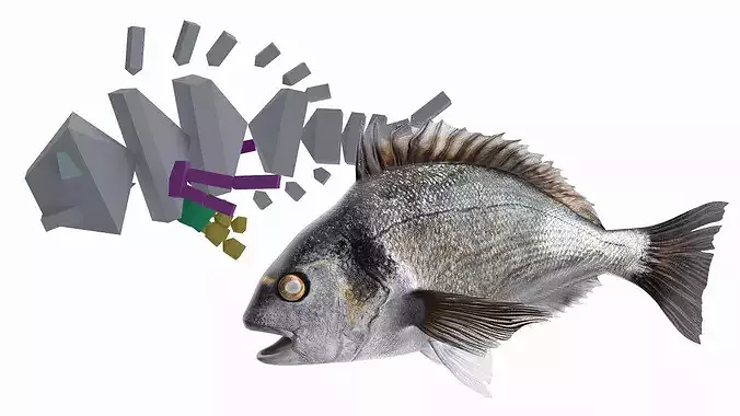 Dorada Fish Rigged for Cinema 4D 3D model 4