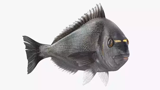 Dorada Fish Rigged for Cinema 4D 3D model 5