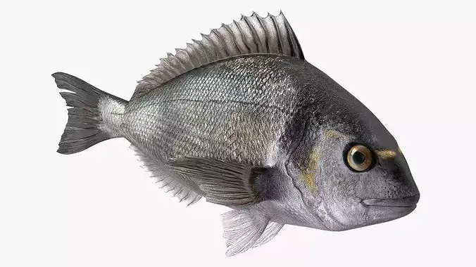 Dorada Fish Rigged for Cinema 4D 3D model 2