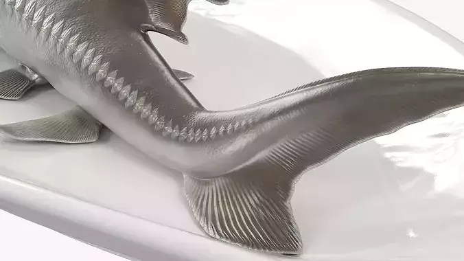 Whole Sturgeon on Serving Plate 3D model 6