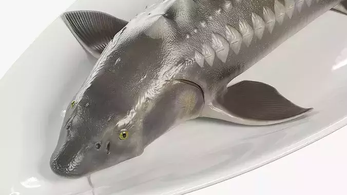 Whole Sturgeon on Serving Plate 3D model 5