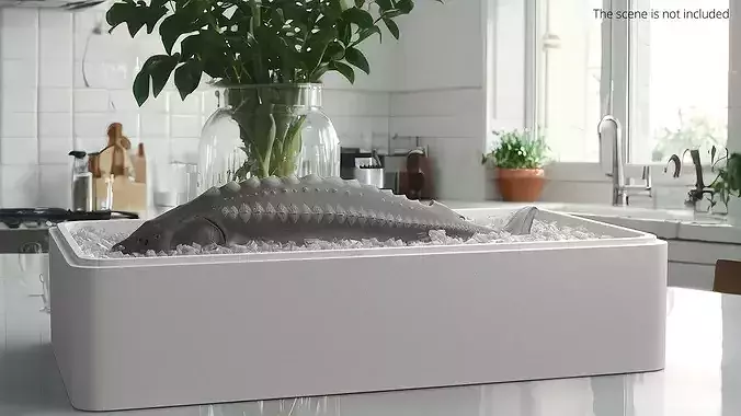Fresh White Sturgeon in Storage Tray with Ice 3D model 3