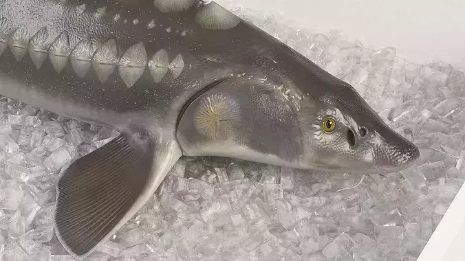 Fresh White Sturgeon in Storage Tray with Ice 3D model 4
