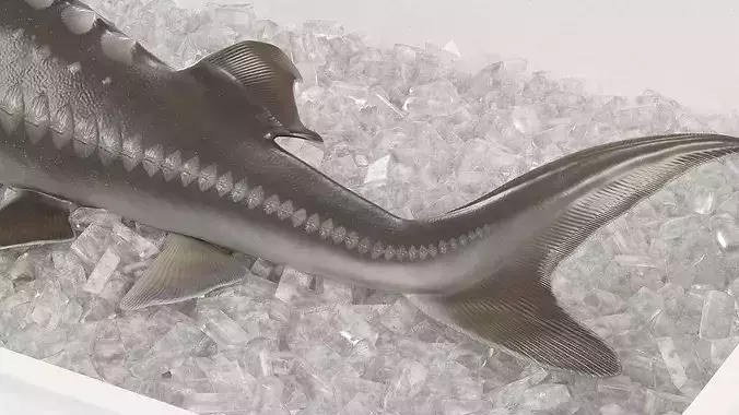 Fresh White Sturgeon in Storage Tray with Ice 3D model 5