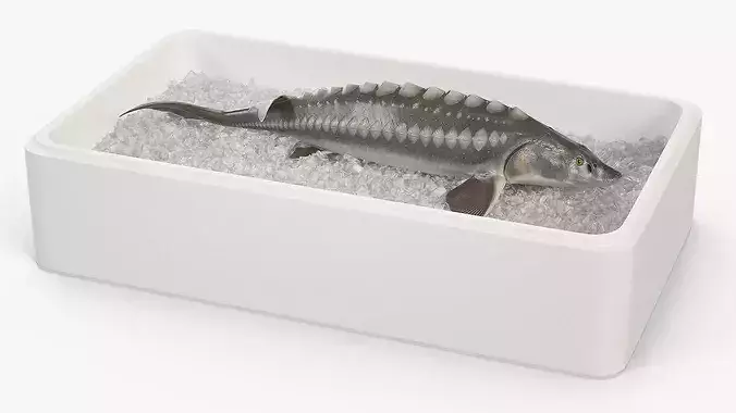 Fresh White Sturgeon in Storage Tray with Ice 3D model