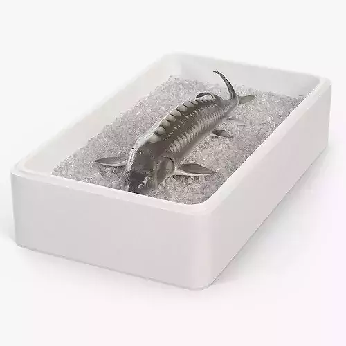 Fresh White Sturgeon in Storage Tray with Ice 3D model 7