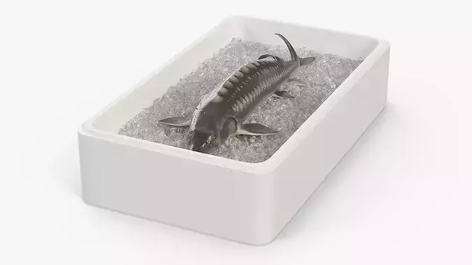 Fresh White Sturgeon in Storage Tray with Ice 3D model 2