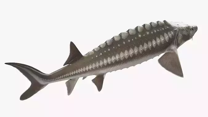 White Sturgeon Rigged 3D model 4