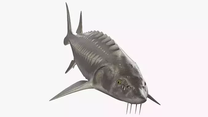 White Sturgeon Rigged 3D model 2