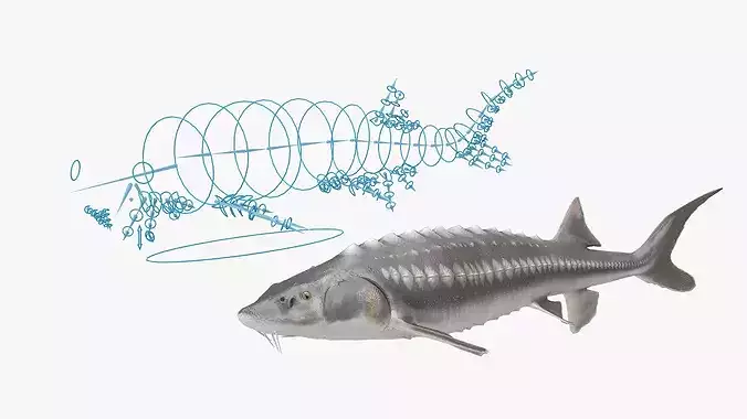 White Sturgeon Rigged 3D model 3
