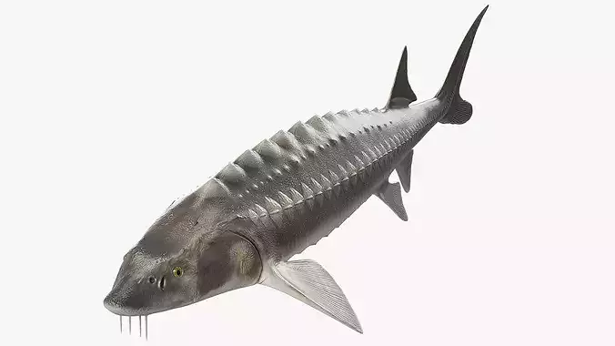 White Sturgeon 3D model 2