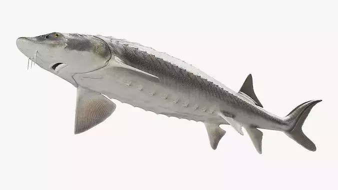 White Sturgeon 3D model 6